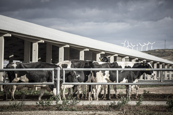 450 euros para comprar una vaca de leche tras el sacrificio
