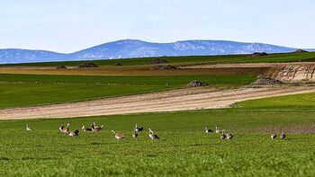 La Junta estudiará el impacto de parques solares para las aves