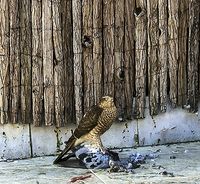 Pájaros de buen agüero