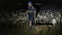 Pastoreo nocturno para combatir las altas temperaturas