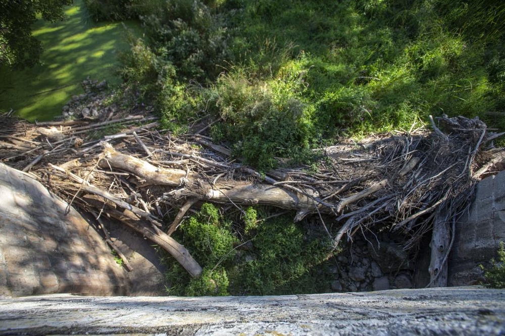 Vegetación y maleza junto al puente de Quintana